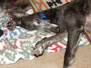 Lyta snoozing
