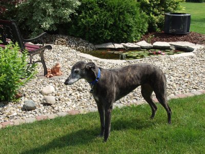 Lyta by pond