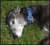 Lyta sleeping