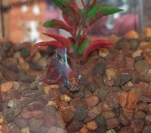 Nemo