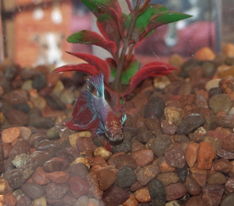 Nemo