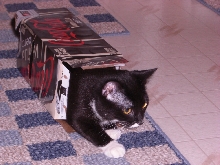 Escape from the box