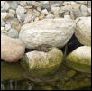 Pond frog2