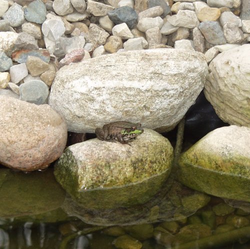 Pond frog2