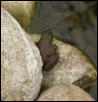 Pond frog