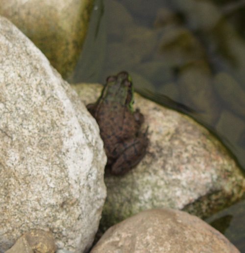 Pond frog