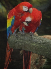 Red Parrots