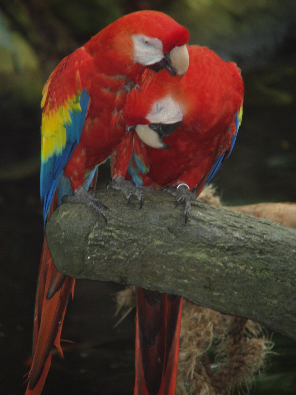 Red Parrots
