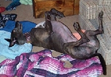 Jadzia roaching
