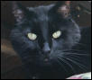 Shadow