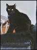 Shadow
