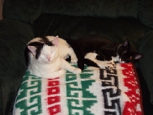 Clark and Chloe sleeping