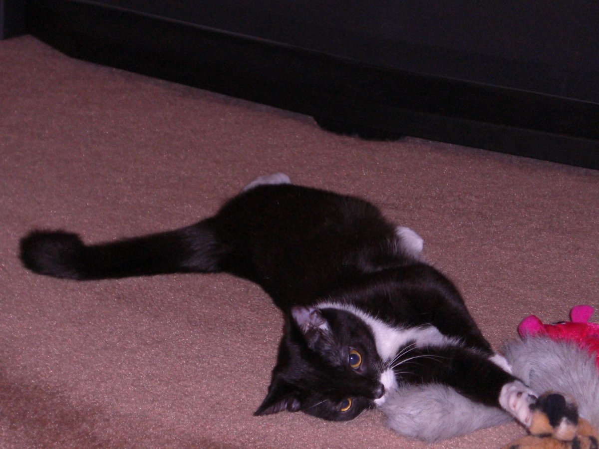 So many toys