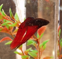 Theodore 12/00- 8/03