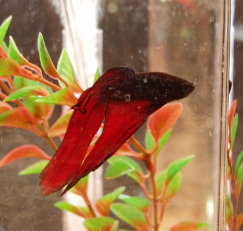 Theodore 12/00- 8/03