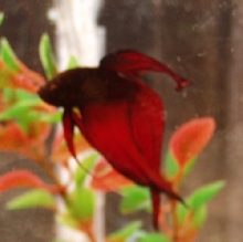 Theodore