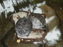 Turtles