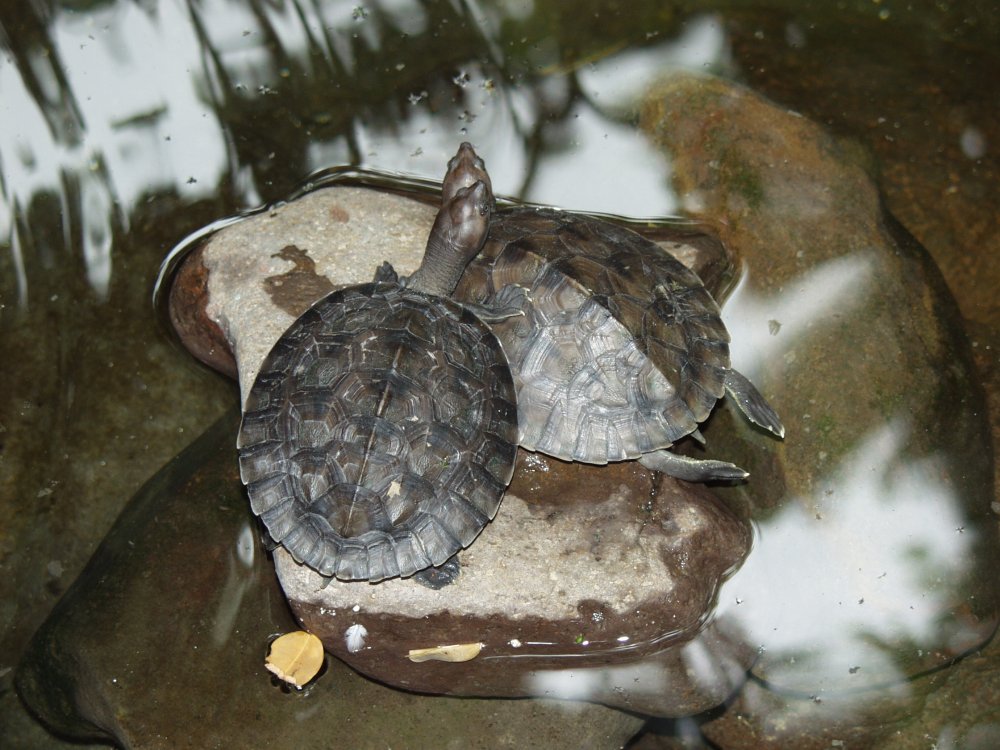 Turtles