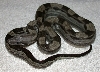 Motley Male-2