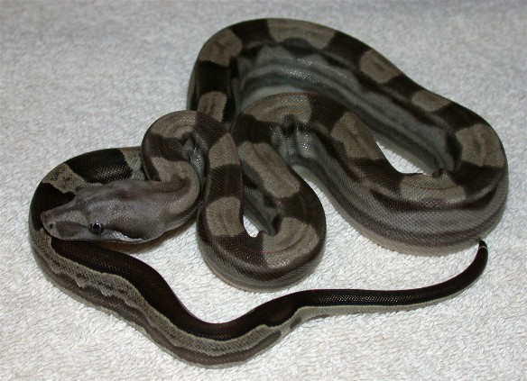Motley Male-2