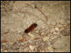 wholly worm
