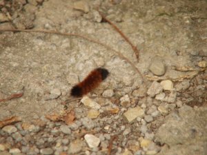 wholly worm