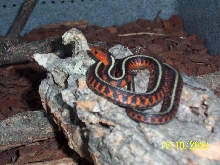 Thamnophis sirtalis concinnus