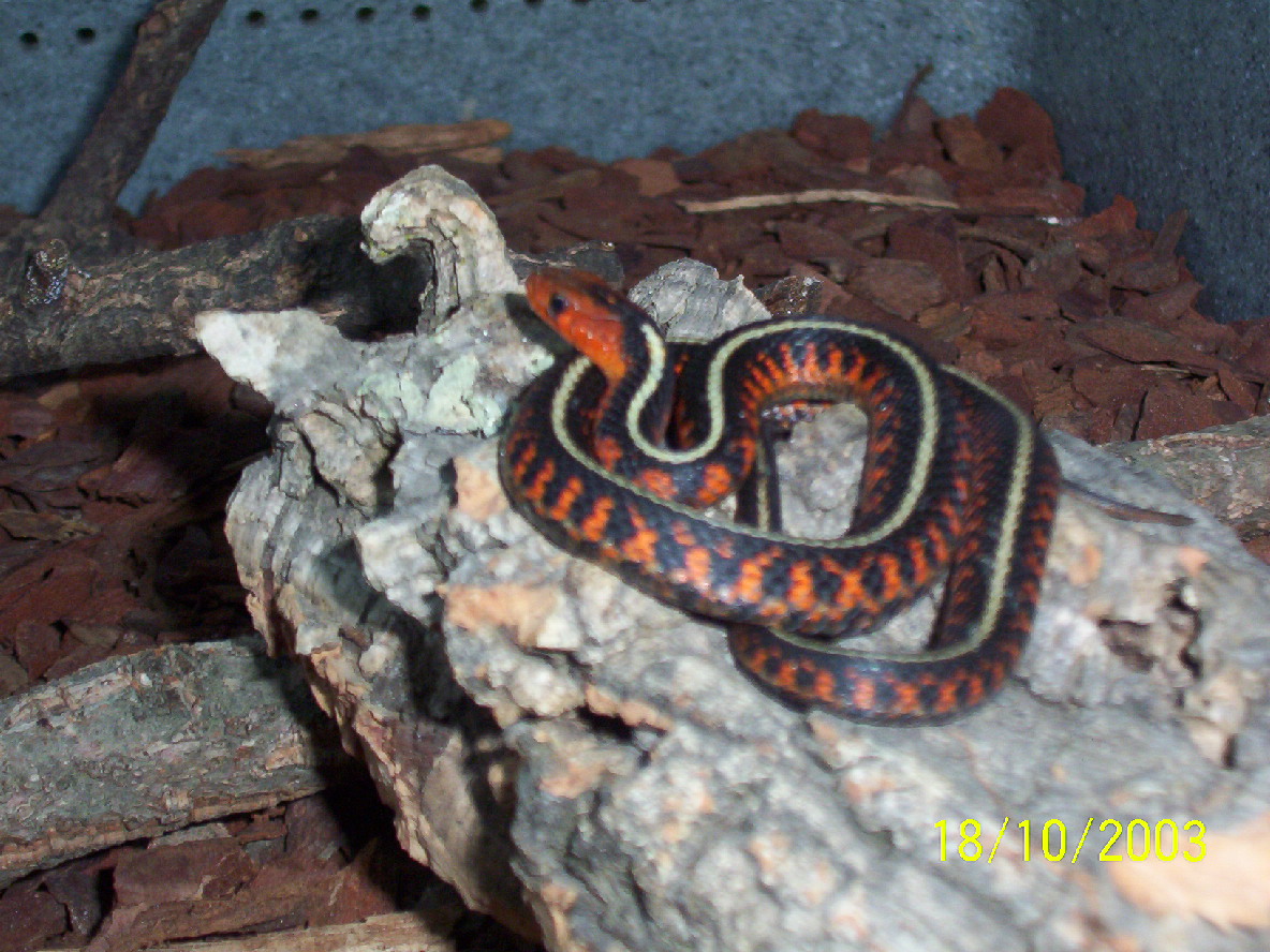 Thamnophis sirtalis concinnus