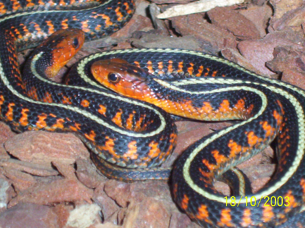 Thamnophis sirtalis concinnus