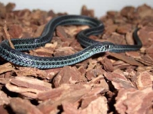 Thamnophis radix axanthic