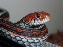 Thamnophis sirtalis tetrataenia