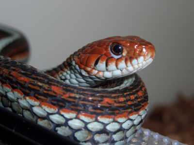 Thamnophis sirtalis tetrataenia