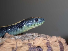 Thamnophis atratus atratus