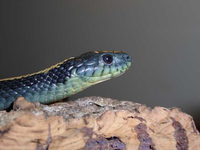Thamnophis atratus atratus