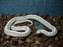 albino plains