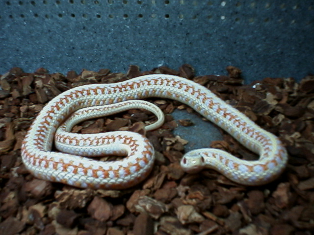 albino plains