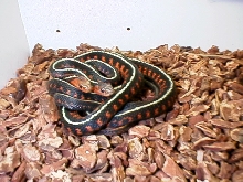 my concinnus