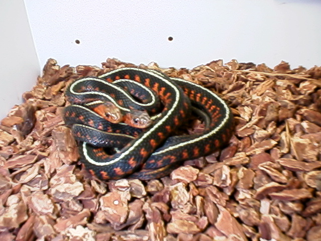 my concinnus