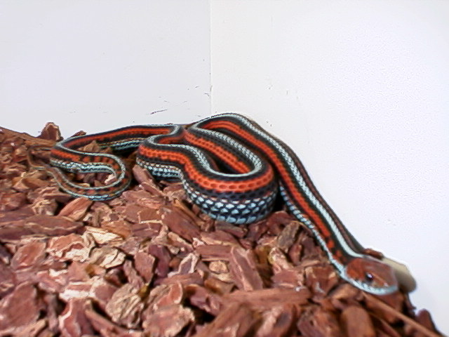 my Garter