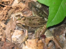 Southern Leopard Frog