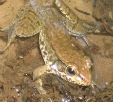 VA frog
