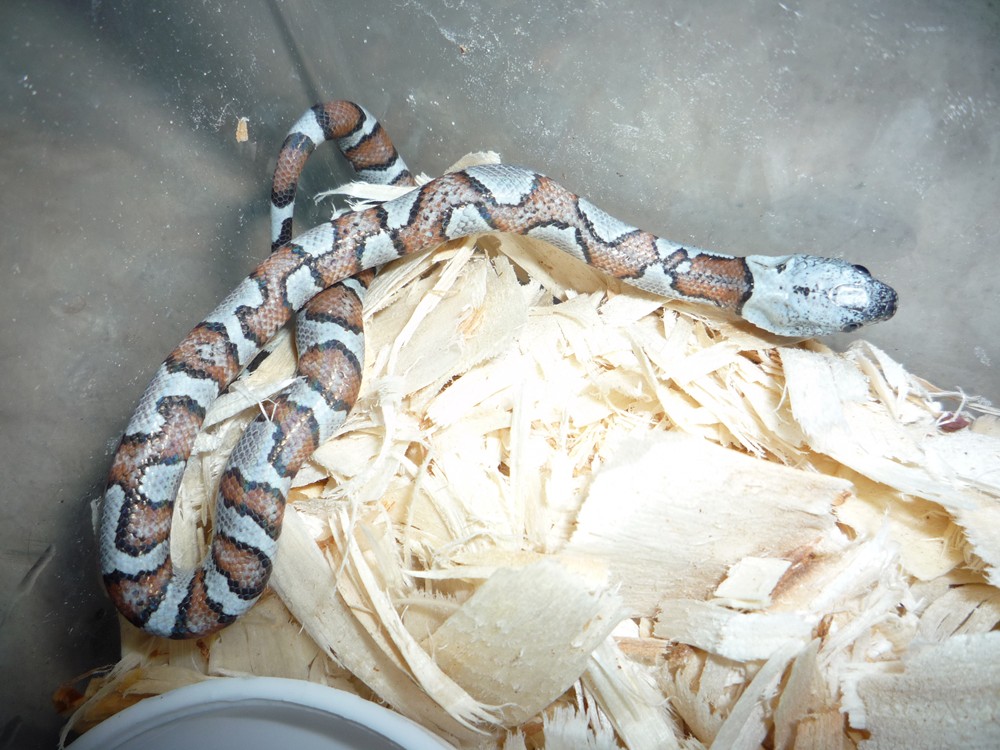 Hybrid?