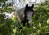 Bear in the Woods