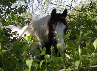 Bear in the Woods