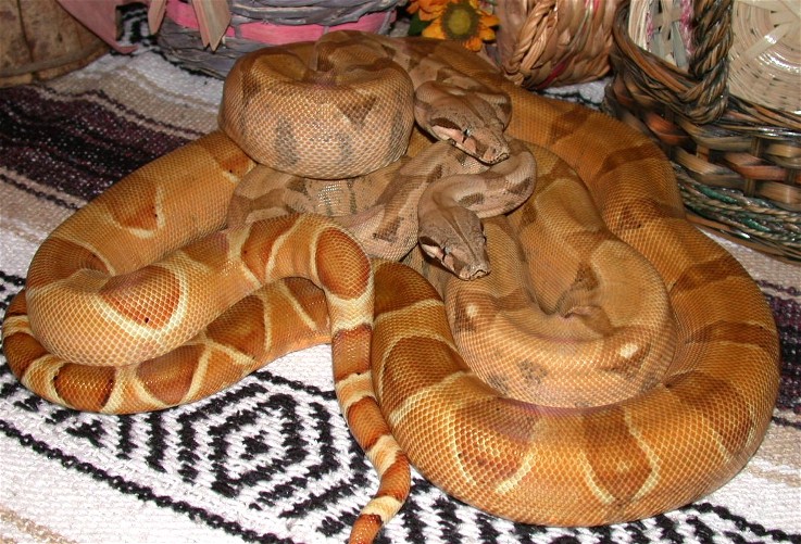 Ghost-Hog pair