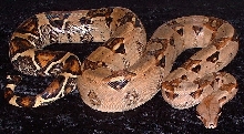 high pink boa