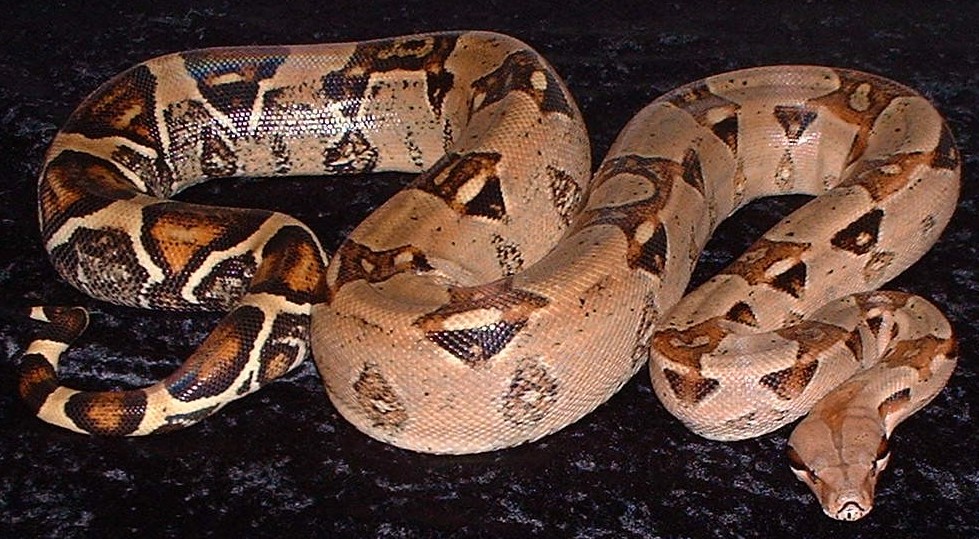 high pink boa