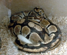 my girl bp with eggs