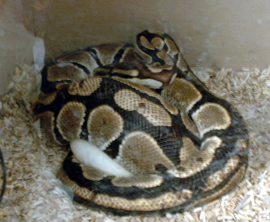 my girl bp with eggs
