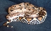 pink boa